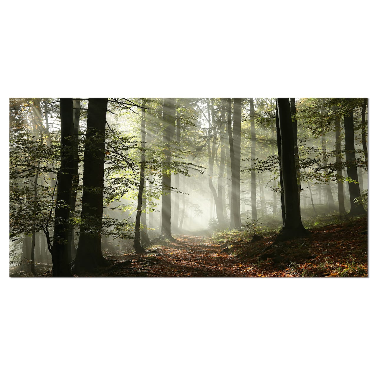 Designart - Light in Dense Fall Forest with Fog - Landscape Art Print Canvas